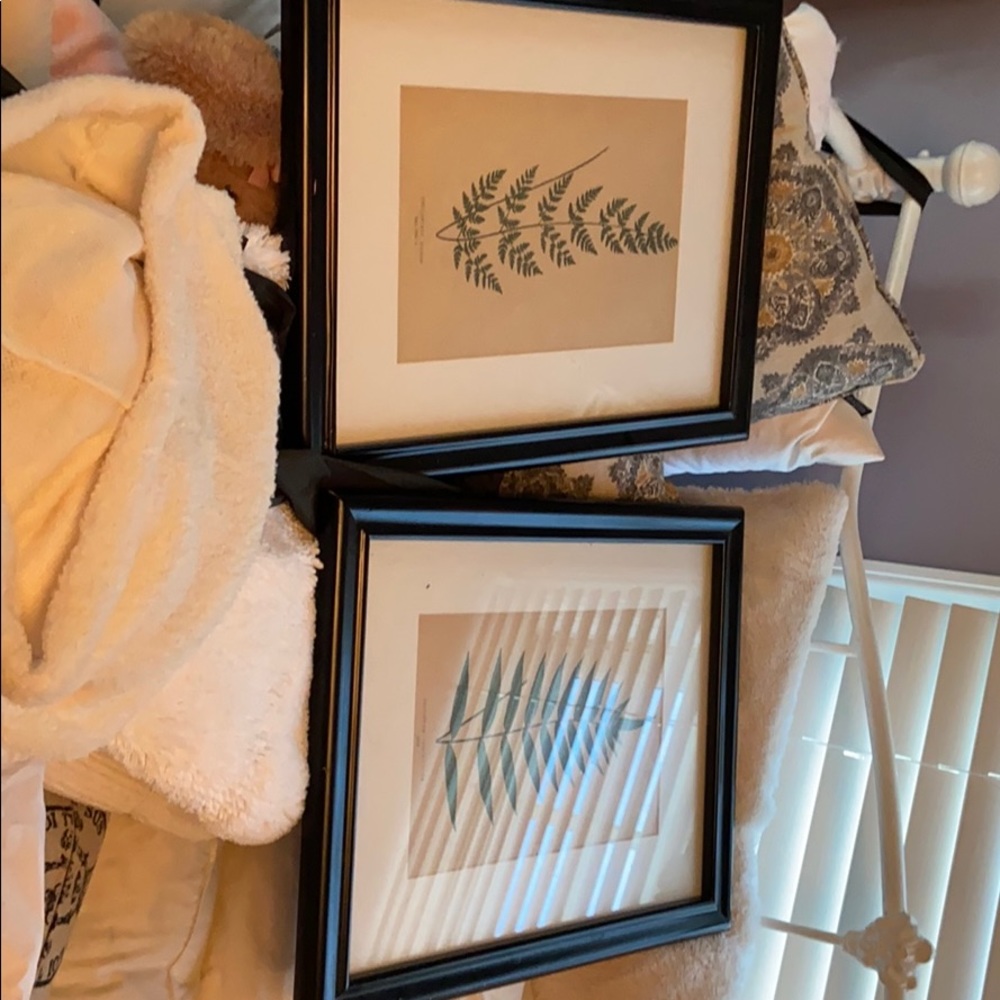 2 framed botanical prints